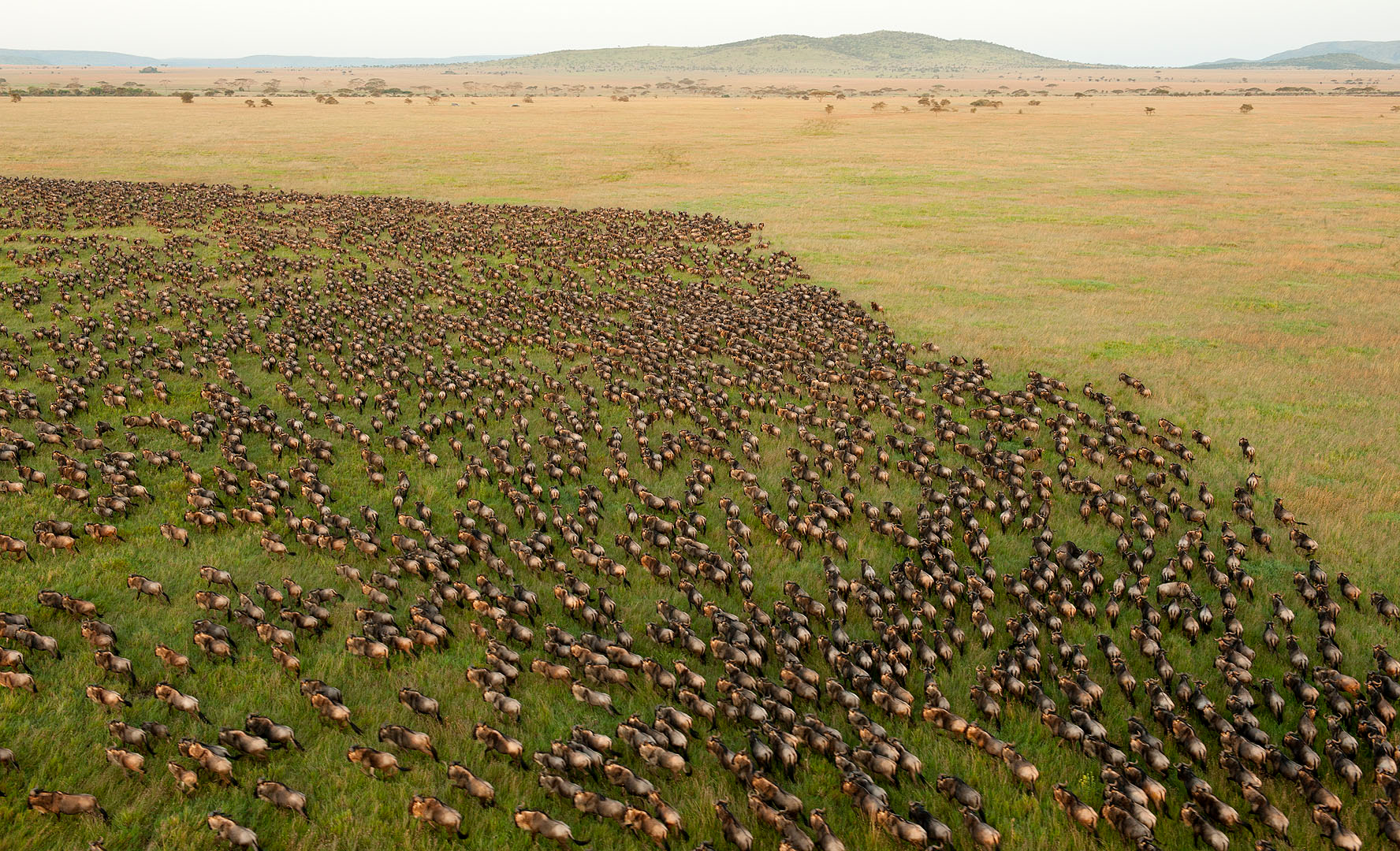 Wildebeest_Migration_in_Serengeti_National_Park,_Tanzania