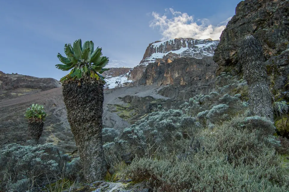 Giant lobelias in Kilimanjaros heath and moorland zone.