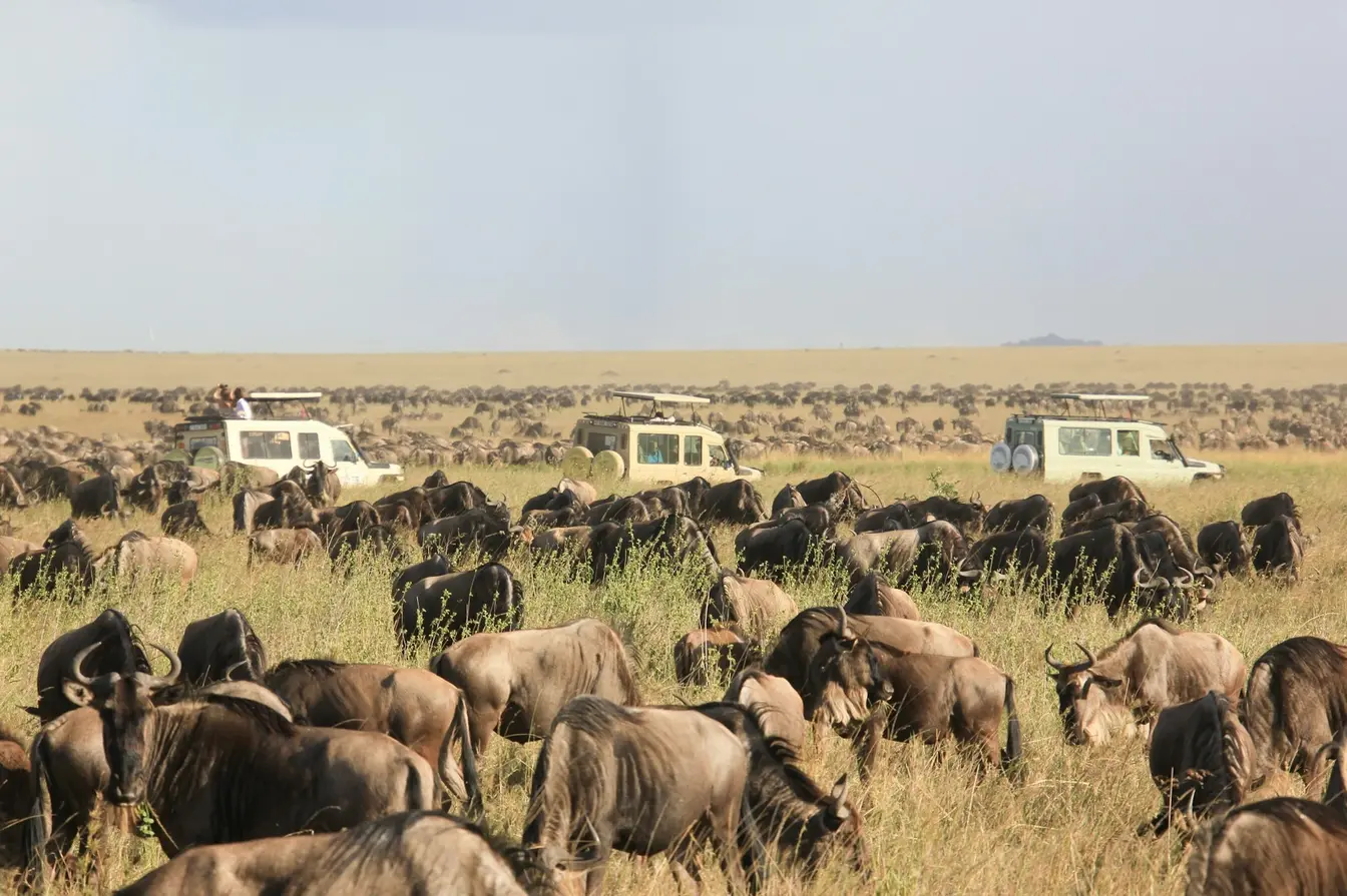 Three safari vehicles surrounded by a herd of wildebeest.