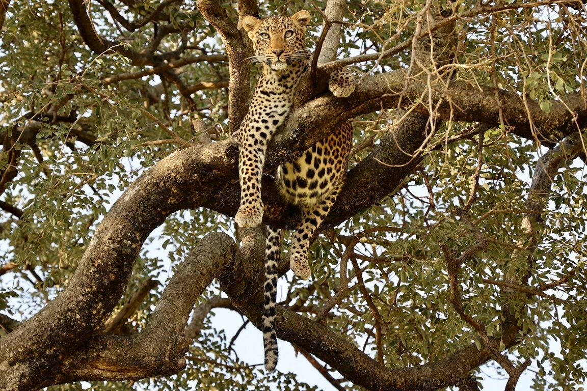 A leopard lying in a tree by the Tarangire River. A leopard lying in a tree by the Tarangire River.