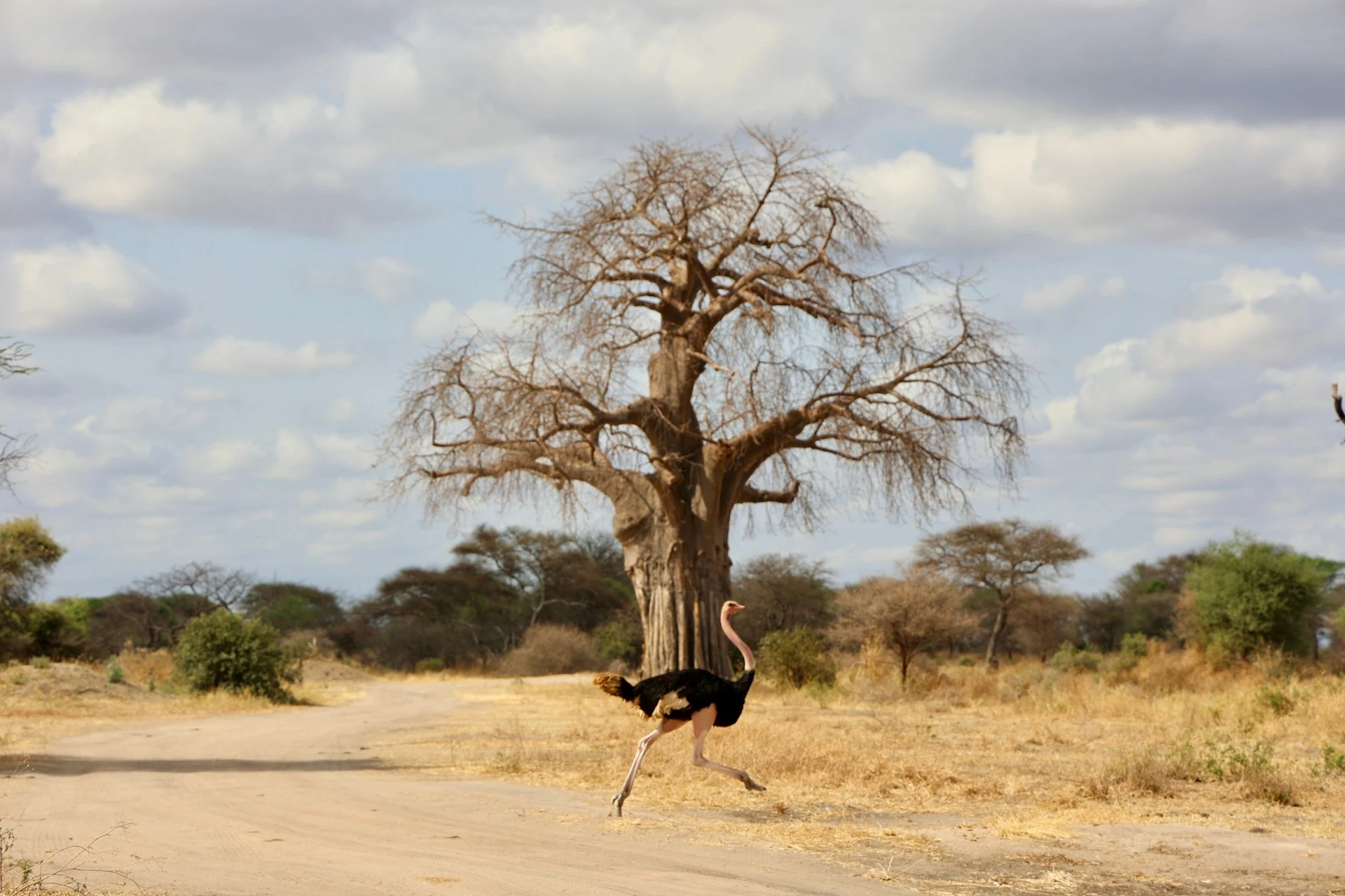 An ostrich running in front of a baobab tree in Tarangire National Park.