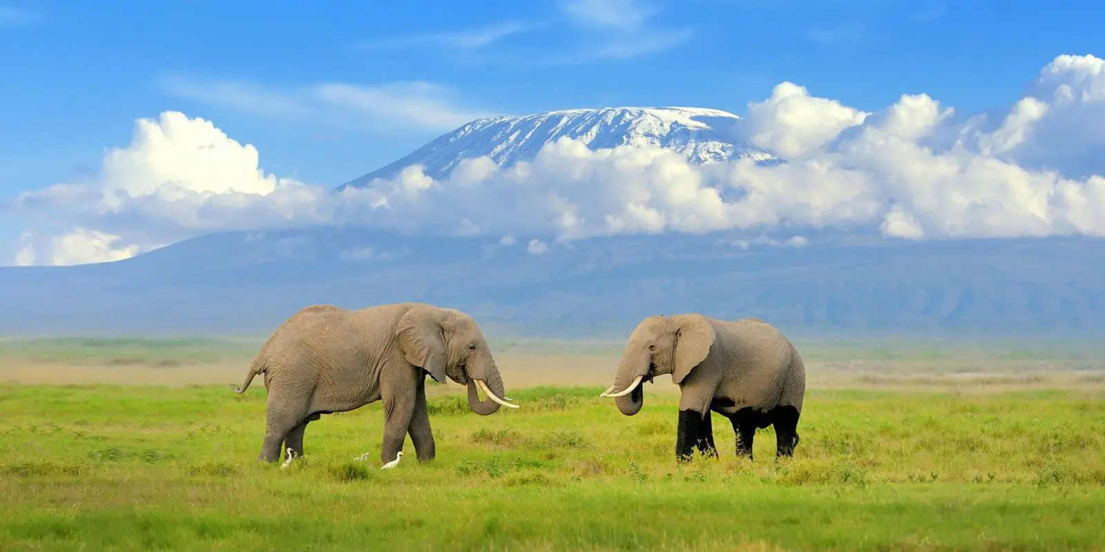 Two elephants on a gassy plain facing each other in Amboseli National Park with Mount Kilimanjaro in the background