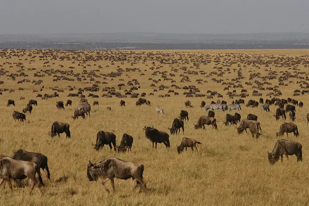 Wildebeest and zebra grazing on the plains of Kenya during the Great Migration.