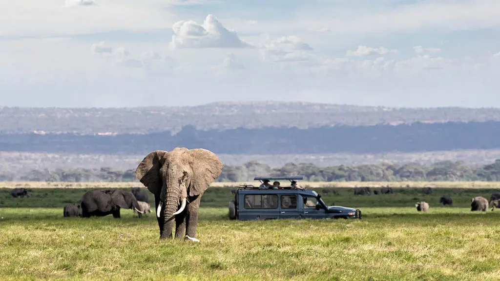 A safari vehcicle drives through long grass in Amboseli National Park with several elephants nearby.