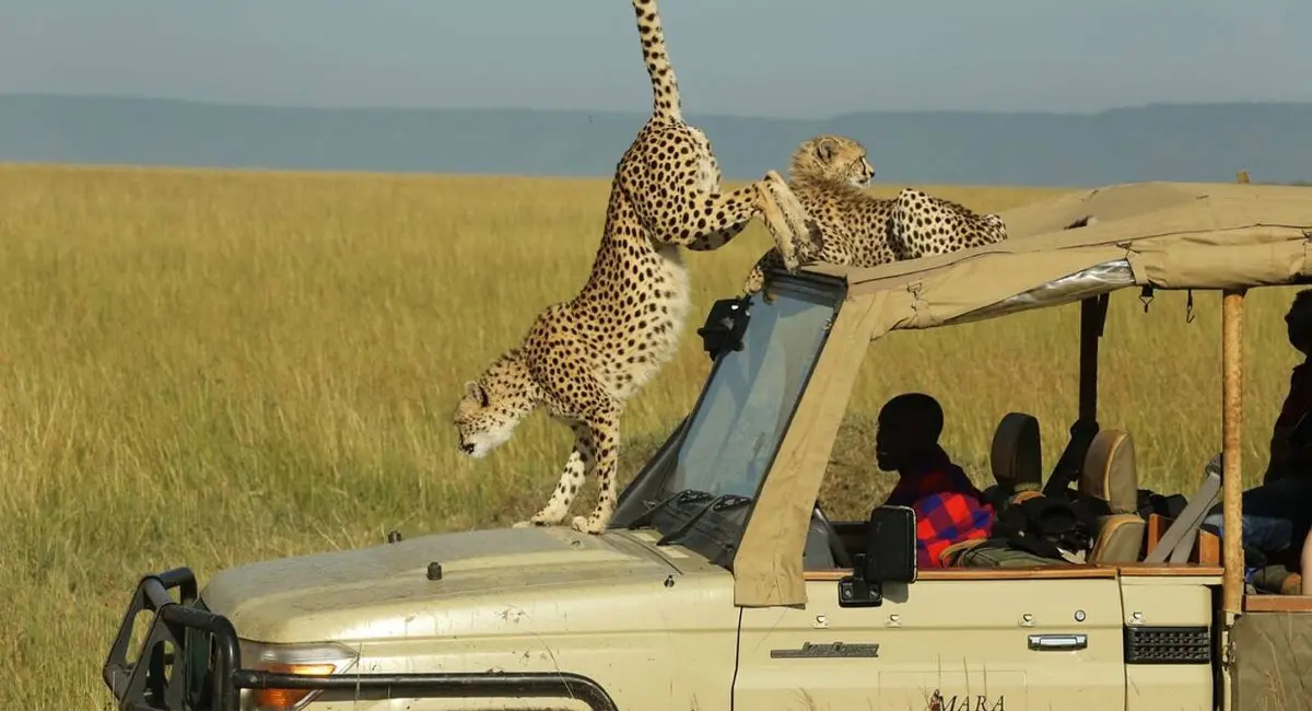 Two cheetahs climbing on the roof and windshield of a safari vehicle in Kenya.