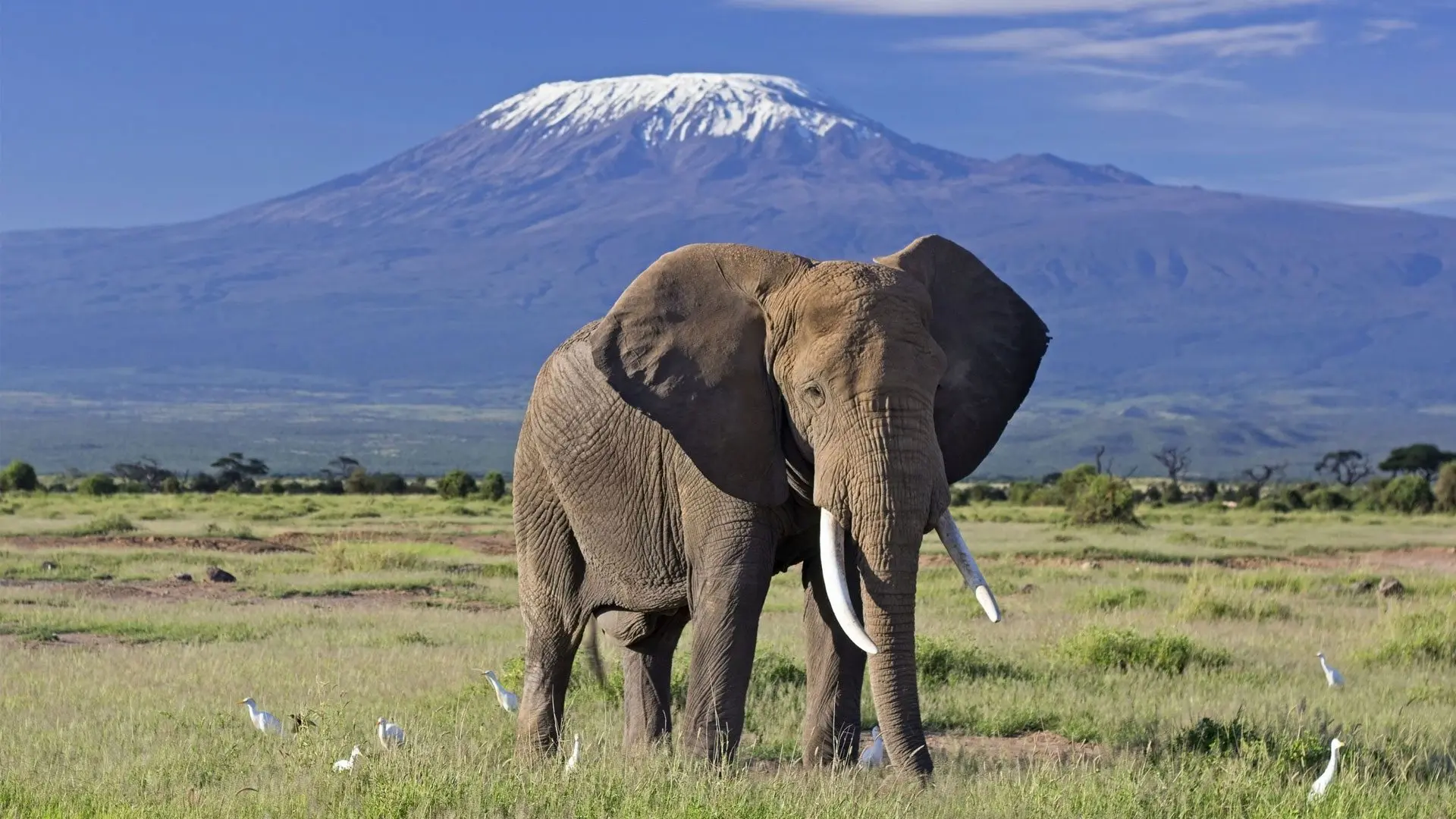 An elephant standing on the savanna in Amboseli National Park with Mount Kilimanjaro in the background.