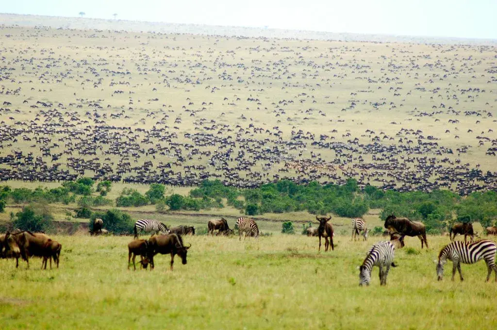 Herds of wildebeest and zebra grazing on grassy plains during Kenya