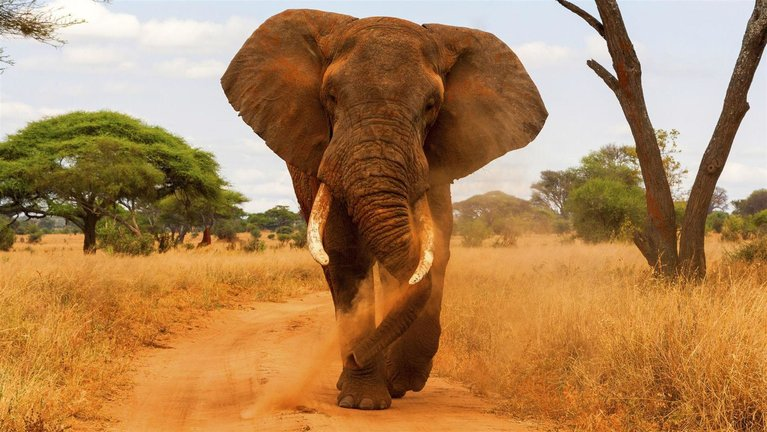 An elephant facing forward walking down a dirt road.