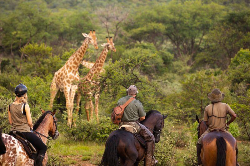 Three people on safari observing two giraffes standing between trees.
