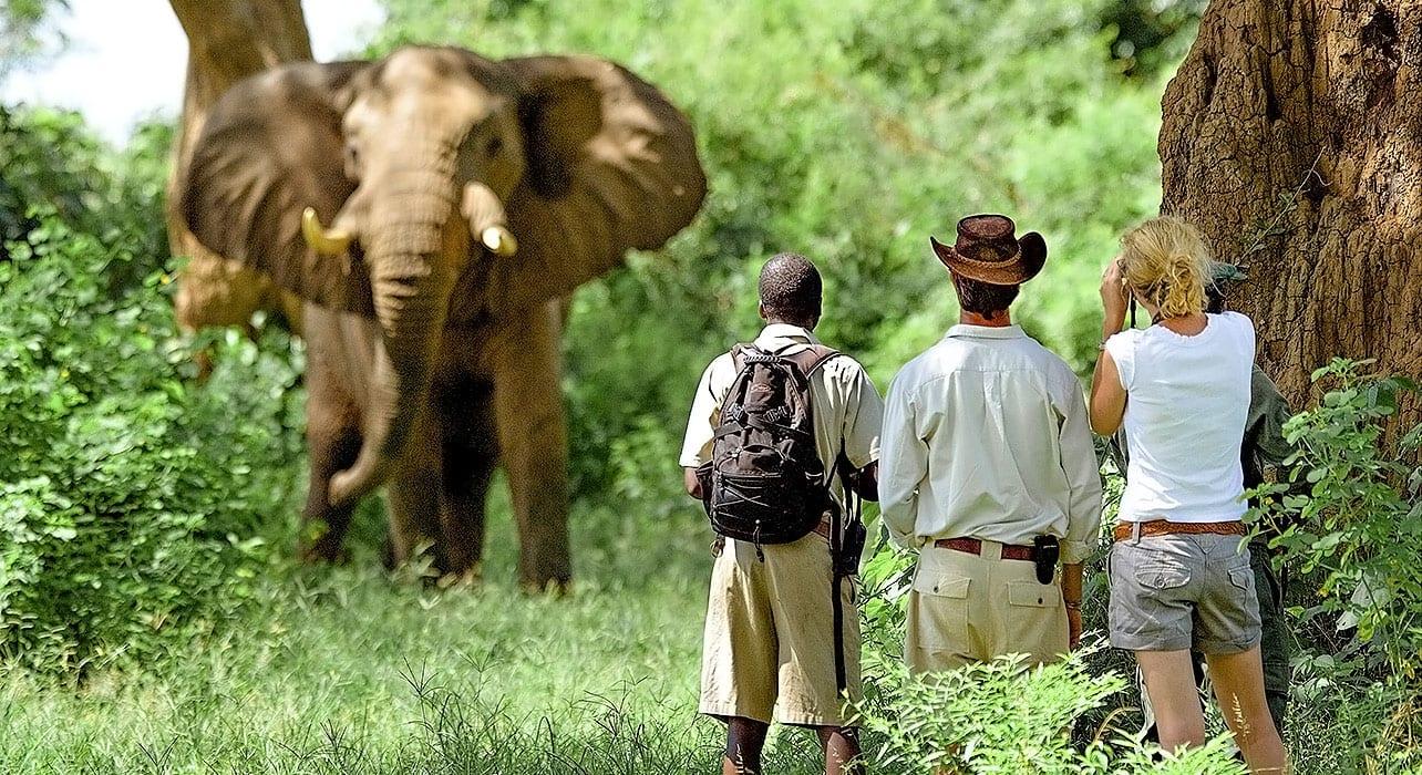 Tanzania Wildlife Safaris
