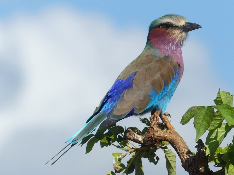 A lilac-breasted roller on a tree branch. A lilac-breasted roller on a tree branch.