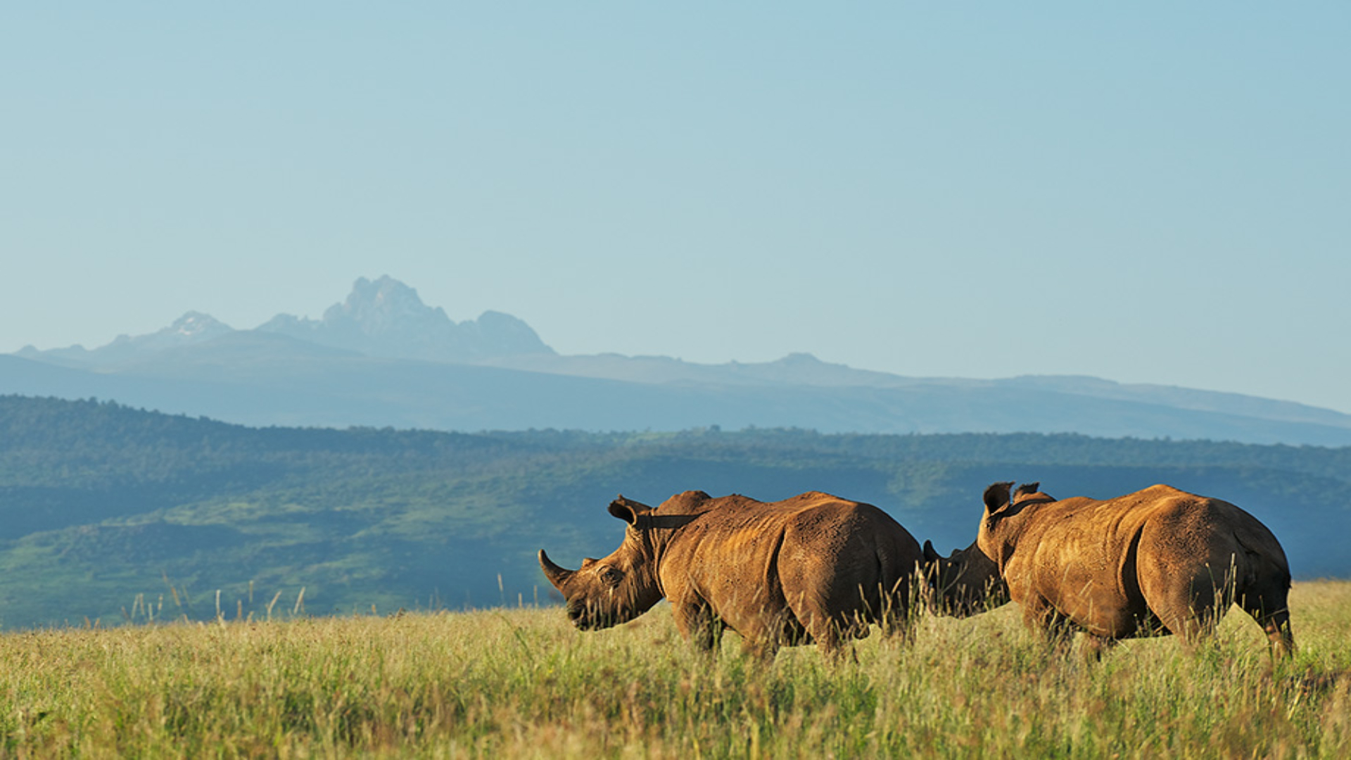 Animals in Mount Kenya