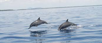 Kisite Mpunguti Marine Park dolphins