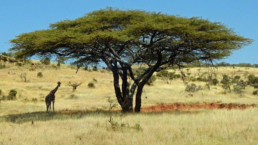 Laikipia Plateau girrafe