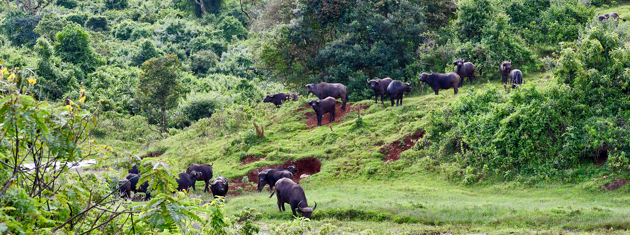 buffalo herd aberdare forest national park