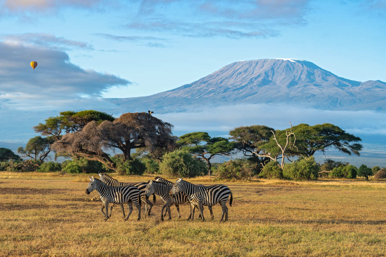 cebras en el Parque Nacional de Amboseli