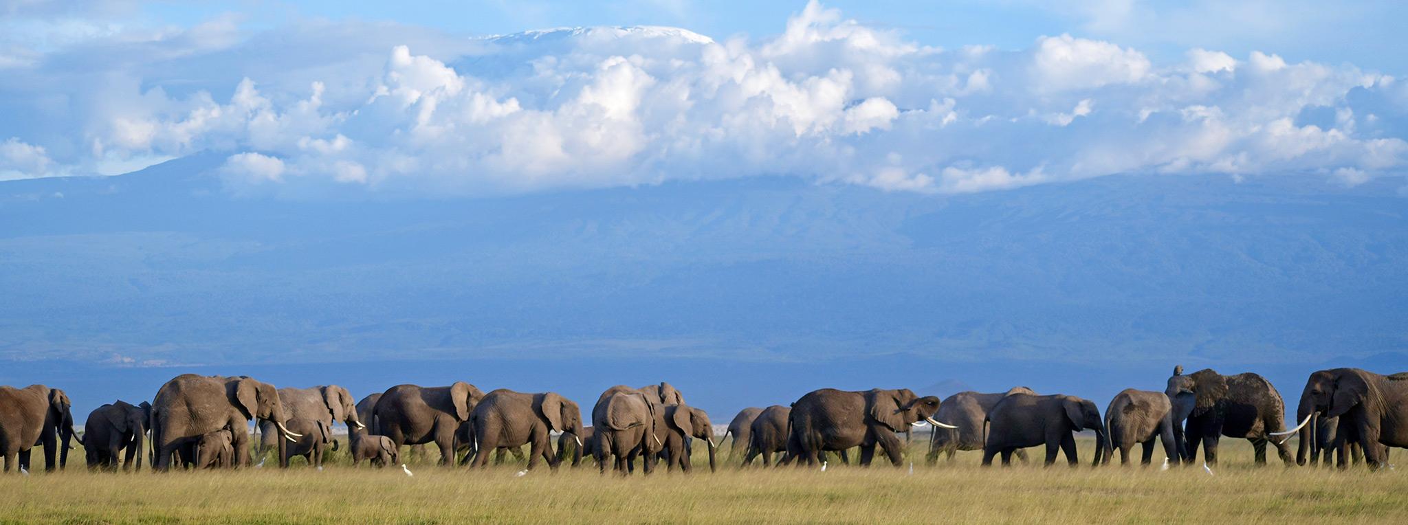 elephant herd kilimanjaro amboseli 