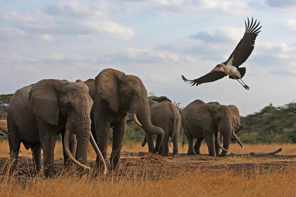 filming elephants in Chyulu Hills National Park 1024x683 1