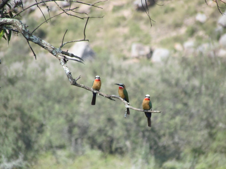 hell_s gate Bird watching