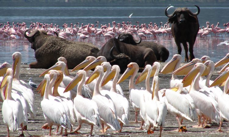 lake nakuru 750x450