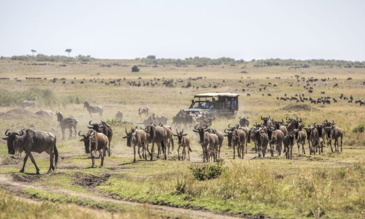 maasai mara safari 750x450