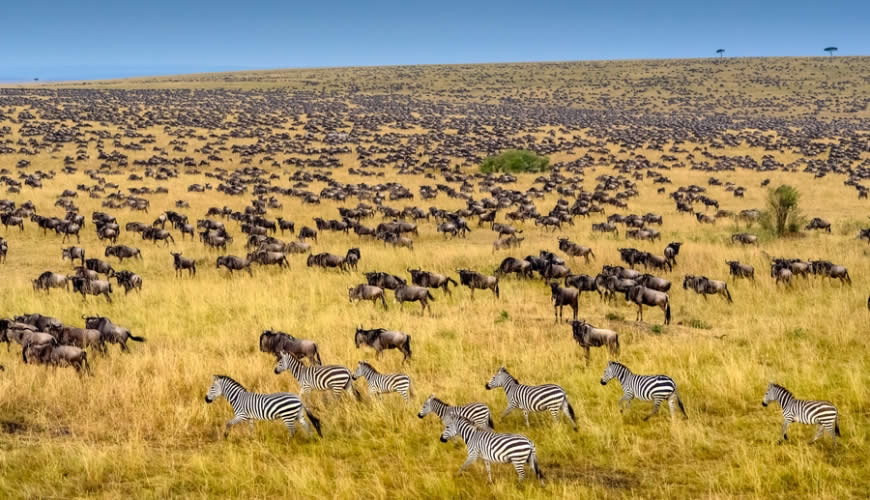 masai mara wildebeests and zebra