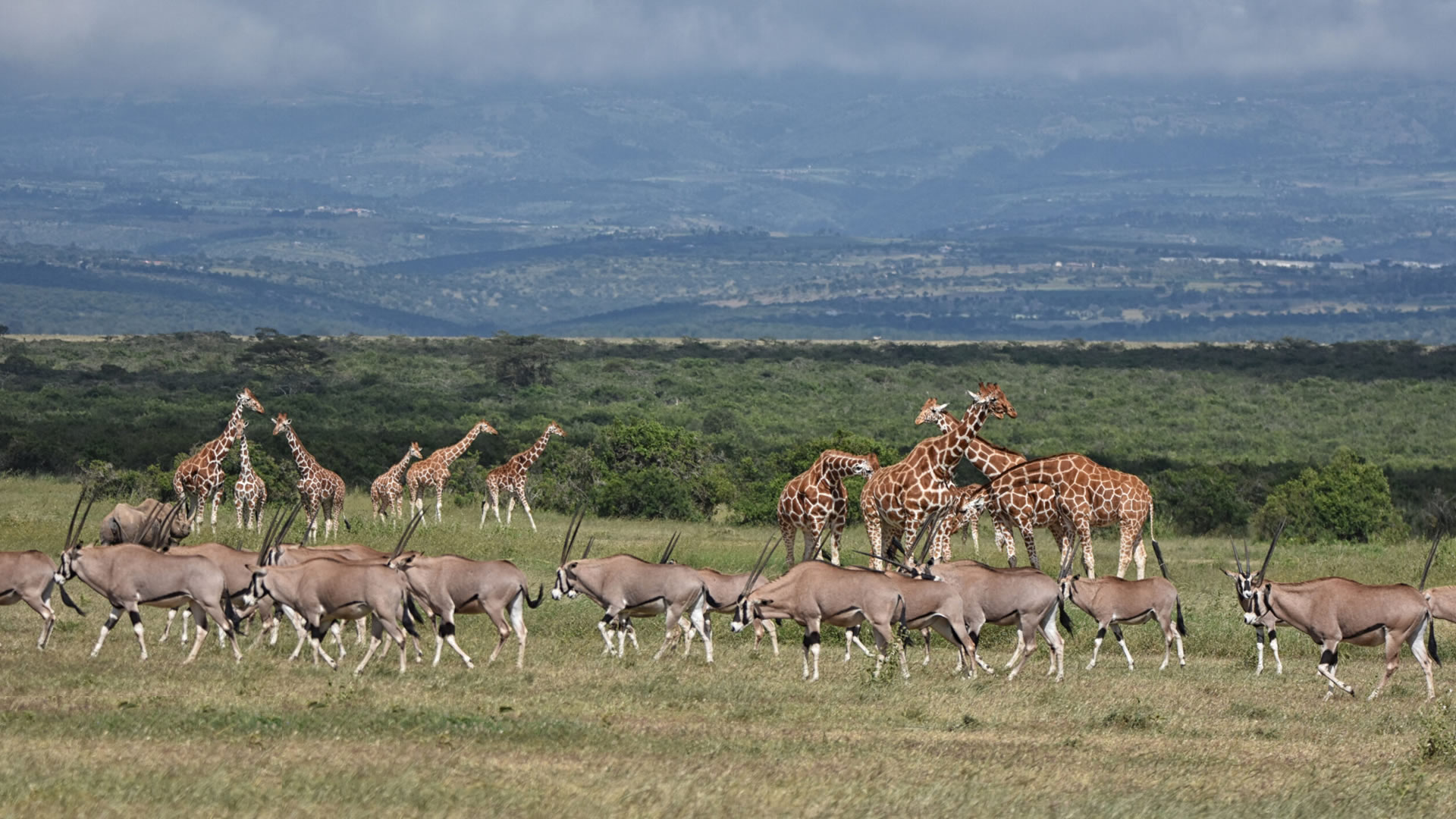olpejeta conservancy2