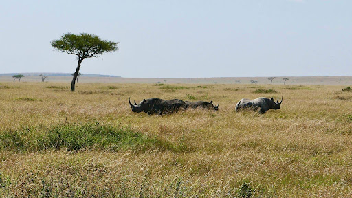 rhino masai mara