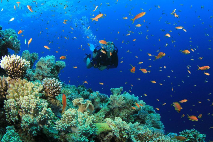 snokeling at Kisite Mpunguti Marine Park