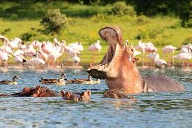 hippos