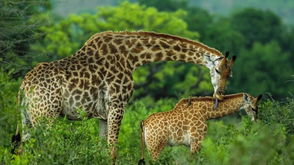 Arusha National Park Safari