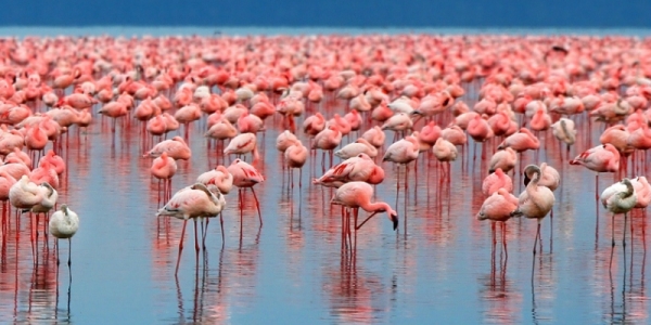 1-Day Lake Manyara National Park Safari Trip