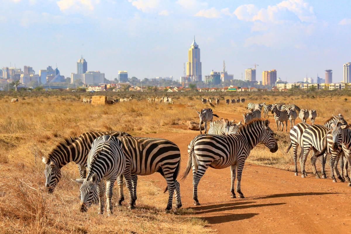 Nairobi National Park Wildlife in the City