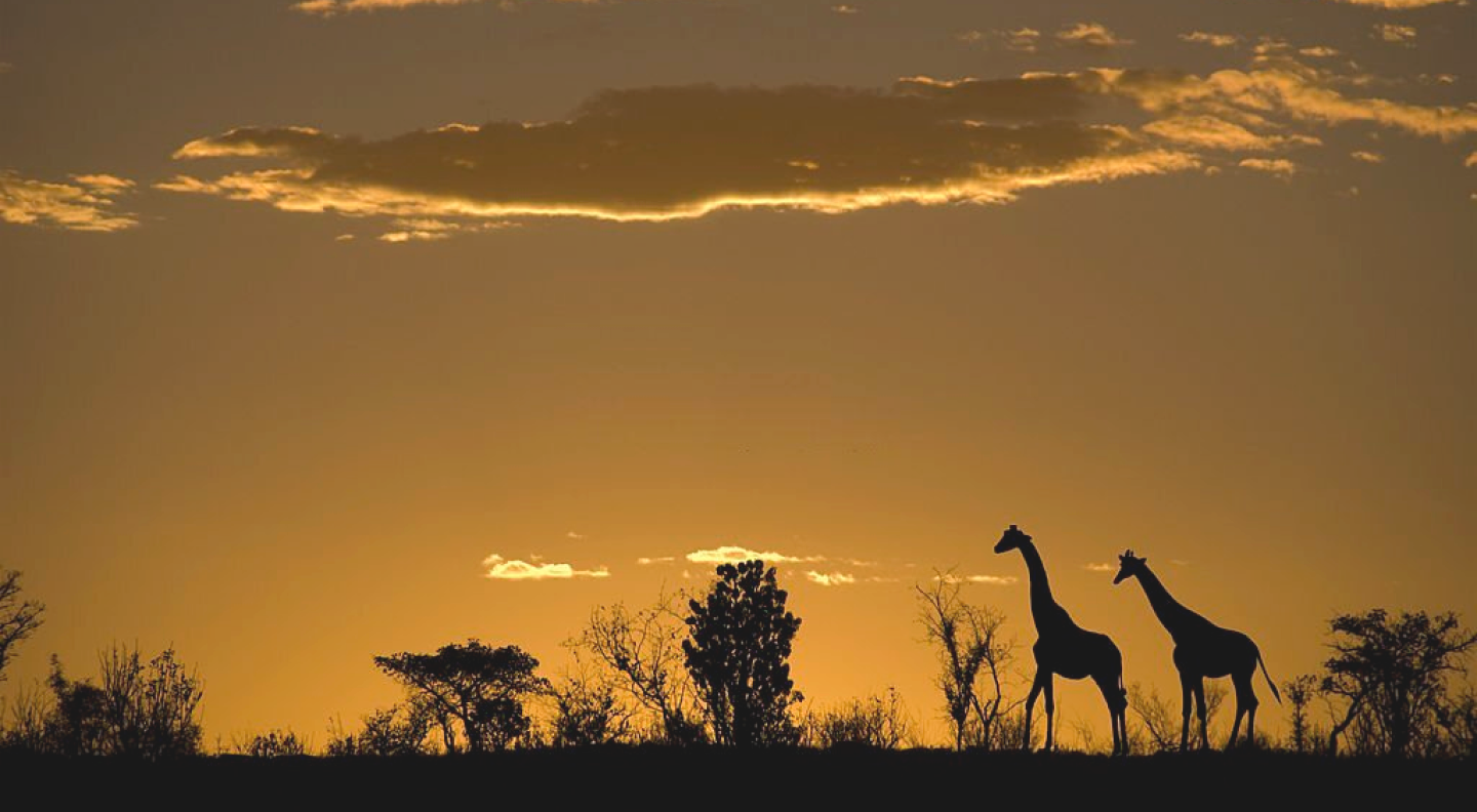 Safari Tours in Tanzania | Explore Exclusive Packages 4-day-serengeti ...