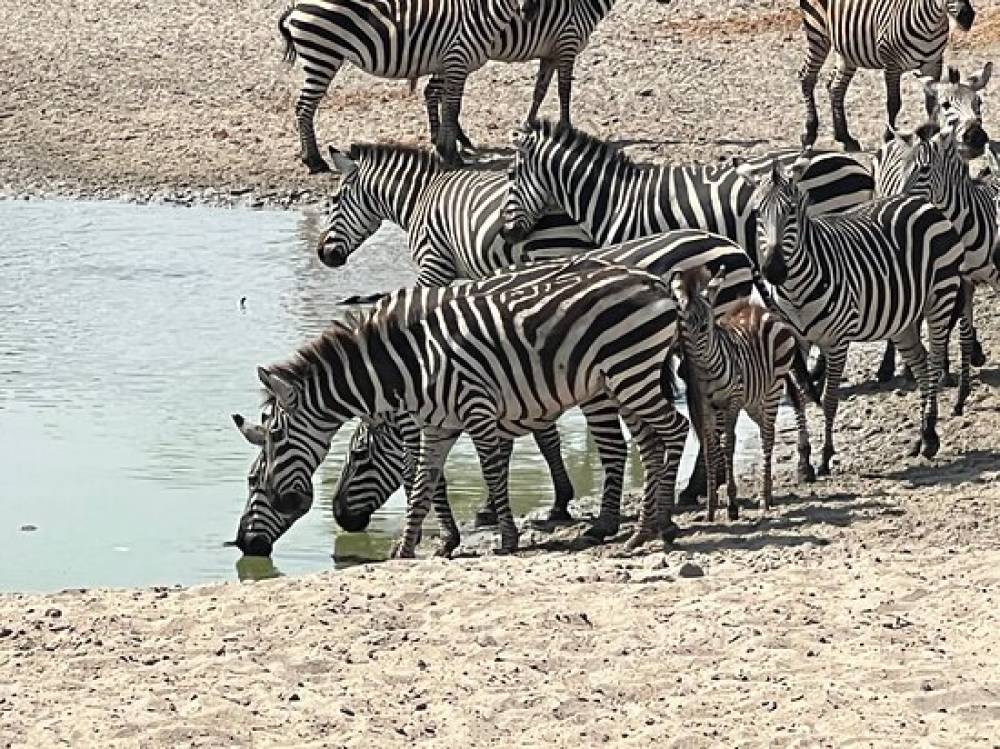 10-Day Wildebeest Migration Safari with Culture & Acidic Lakes Tour