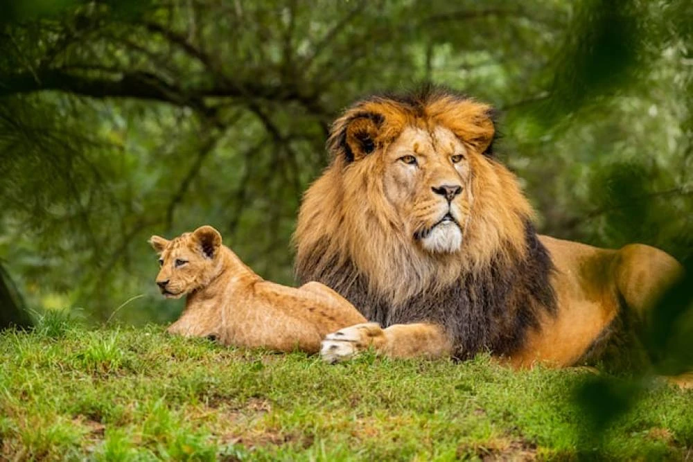 5-Day Private Serengeti, Ngorongoro & Tarangire Safari