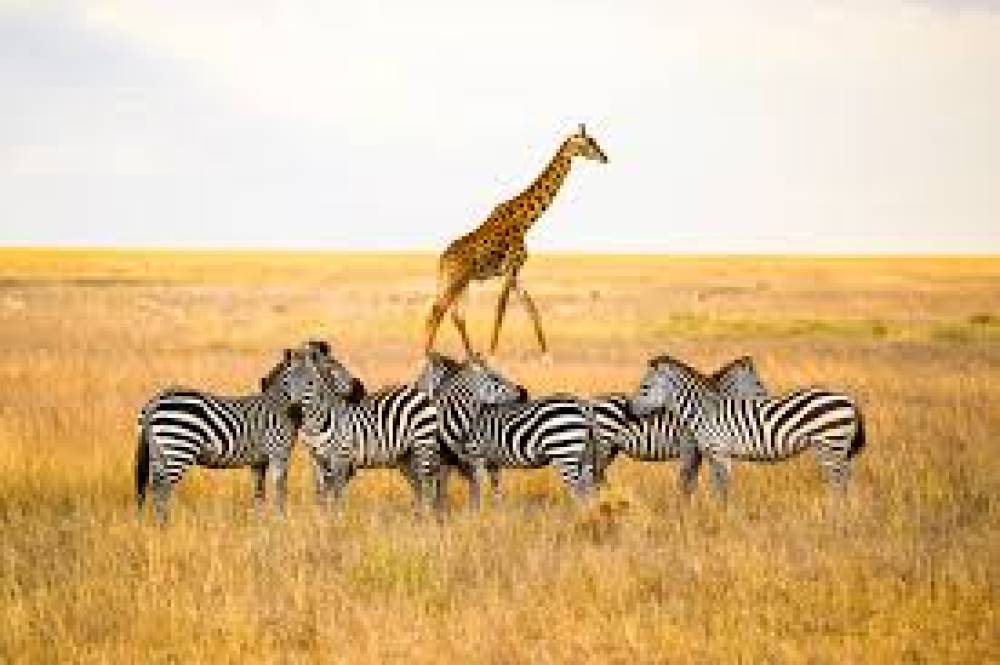 4-Day Private Camping Serengeti &Ngorongoro Crater