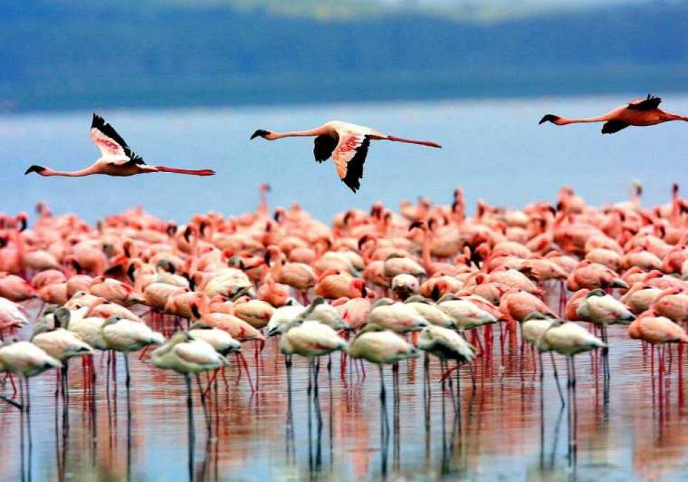 2 Days Lake Natron tour
