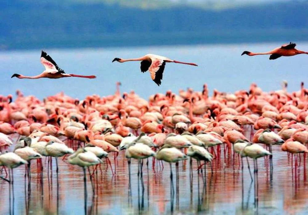 2 Days Lake Natron tour