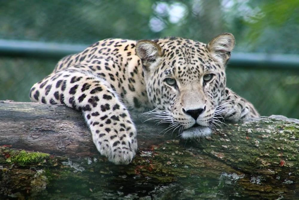 8-Day Tarangire, Serengeti & Ngorongoro Crater Mid Range