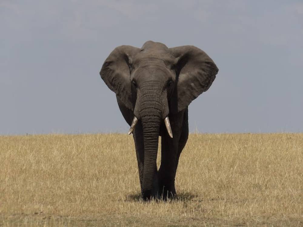 8-Day Dynamic Safari (Day, Night Game, Cycling, Walking)