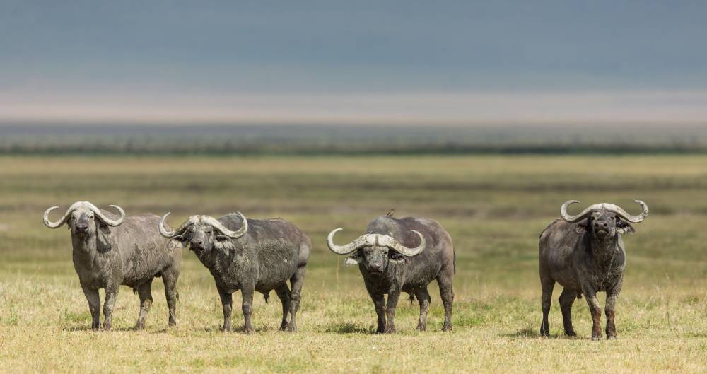 7-Day Northern Tanzania Safari (Luxury): Drive in Fly out