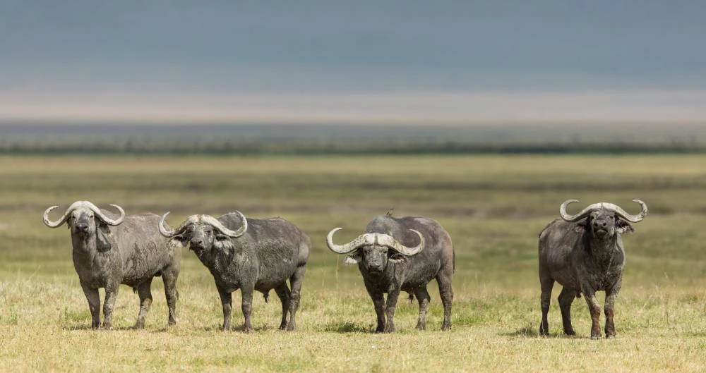 7-Day Northern Tanzania Safari (Luxury): Drive in Fly out