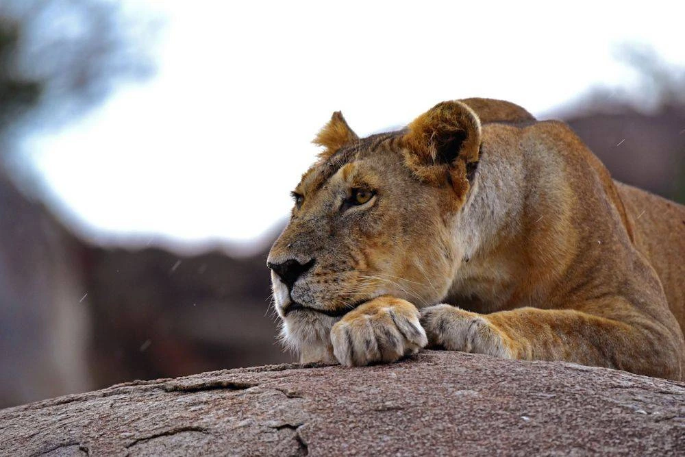 13-Day Safari Tour & Mt Kilimanjaro
