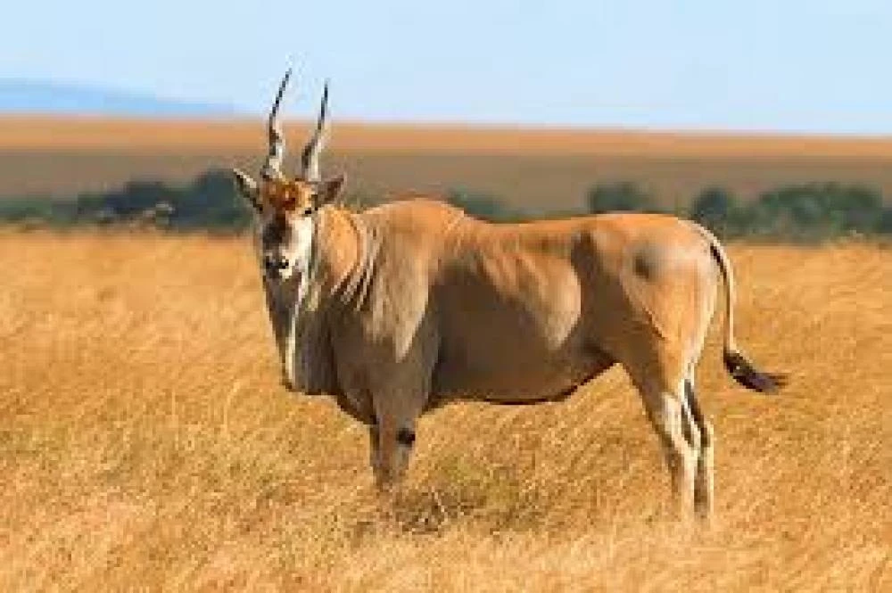 6-Day Safari Tarangire, Manyara, Ngorongoro & Lake Eyasi