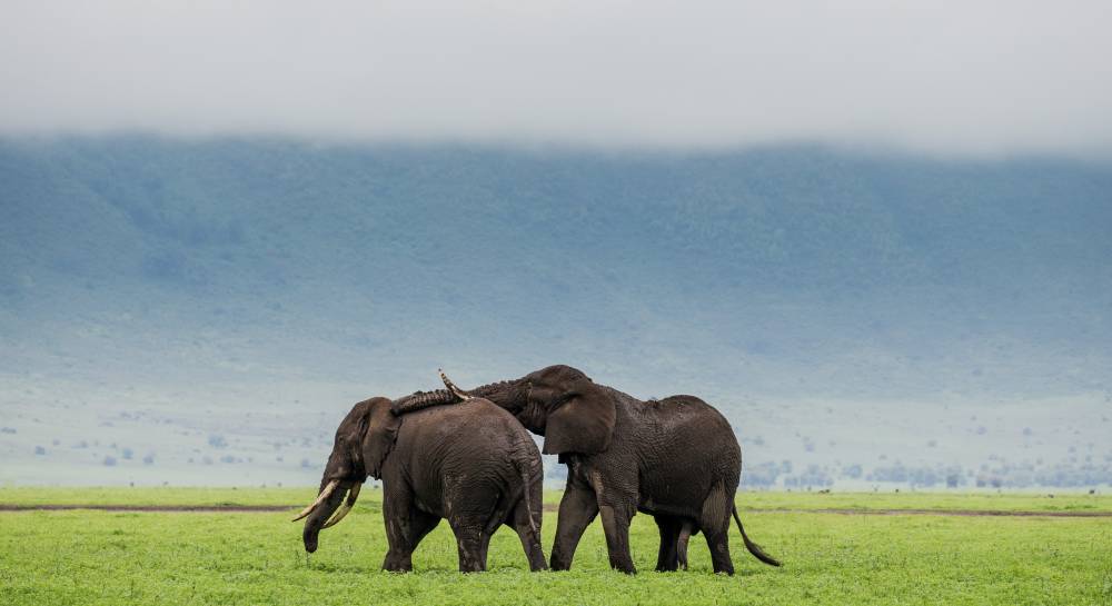 8-Day Northern Circuit Safari (Midrange)