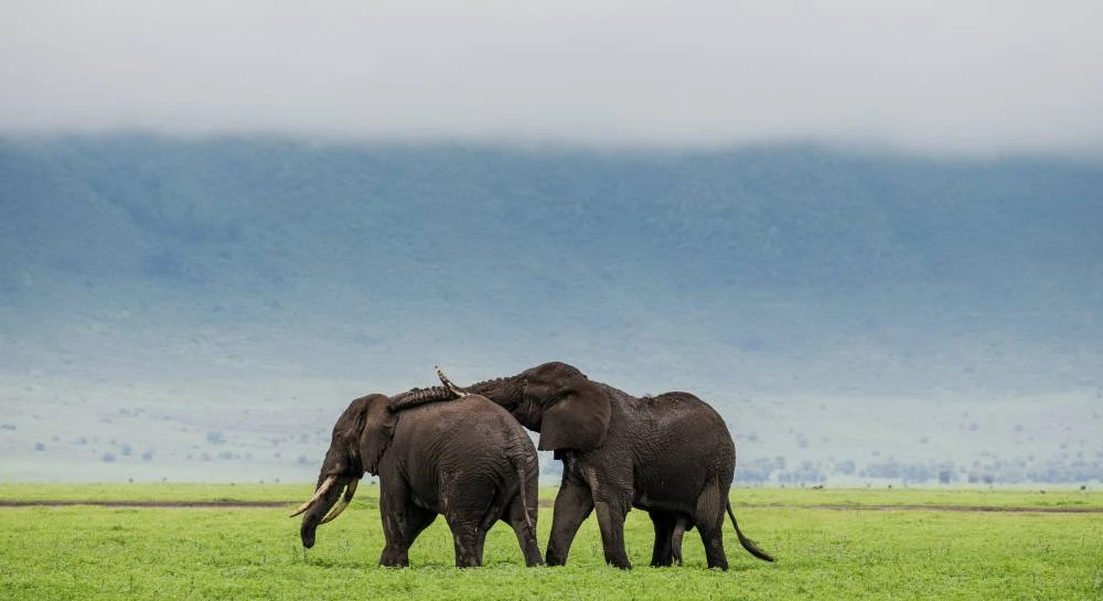 8-Day Northern Circuit Safari (Midrange)