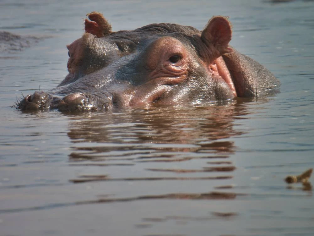 8-Day Safari Tarangire, Serengeti, Ngorongoro Crater (Affordable)