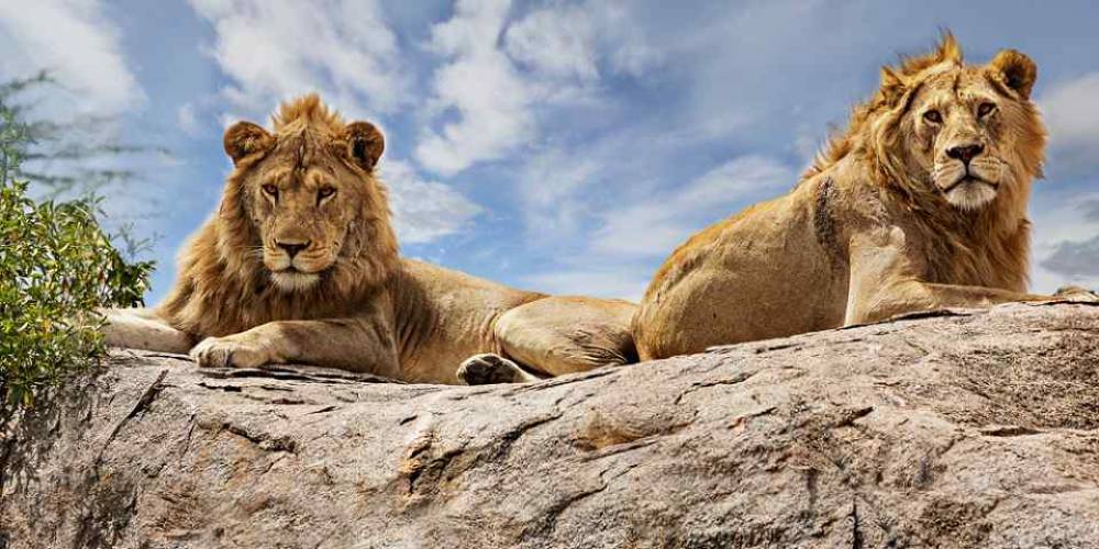 10-Day Wilderness Safari - Lake Victoria - Kilimanjaro (Budget)