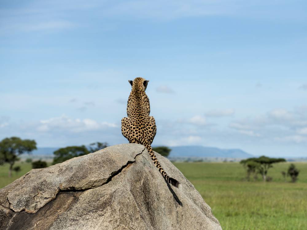 9-Day Serengeti, Ngorongoro, Tarangire & Kilimanjaro Tour